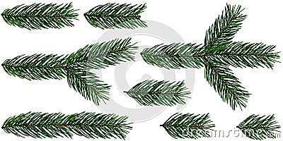 A set of 8 elements of Fir Tree branches Christmas Tree is isolated on a white and transparent background add PNG file. Stock Photo